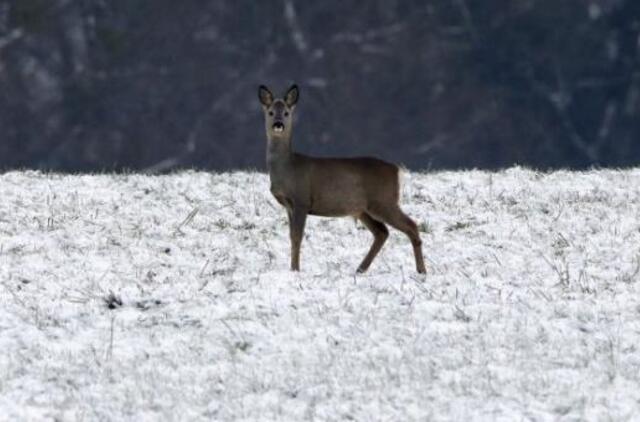 Kitą savaitę vėl spustels šaltis iki 13 laipsnių