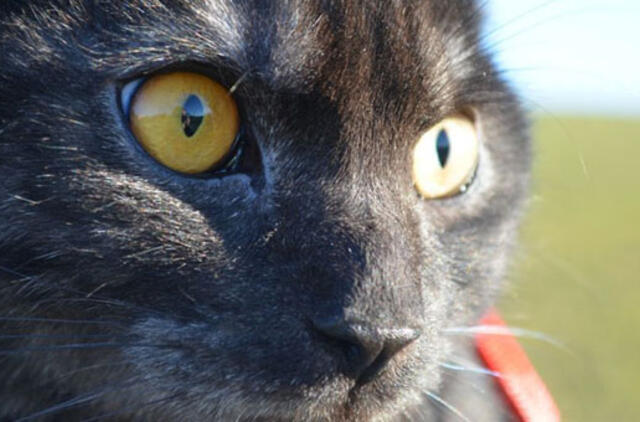 Laimingos istorijos: bjaurieji ančiukai, tapę gulbėmis (2)