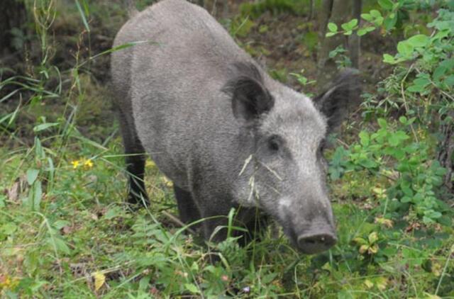 Maru užsikrėtę šernai - Ignalinos ir Kupiškio rajonuose