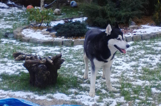 Klaipėdoje rastas pasimetęs haskis