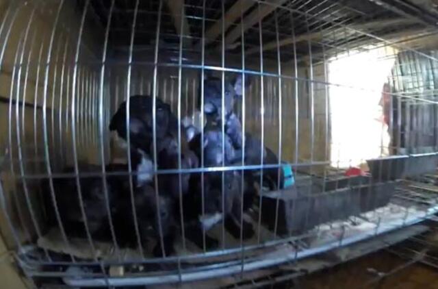 Vaizdo medžiagoje užfiksuoti žiauriomis sąlygomis laikomi "veisliniai" šunys