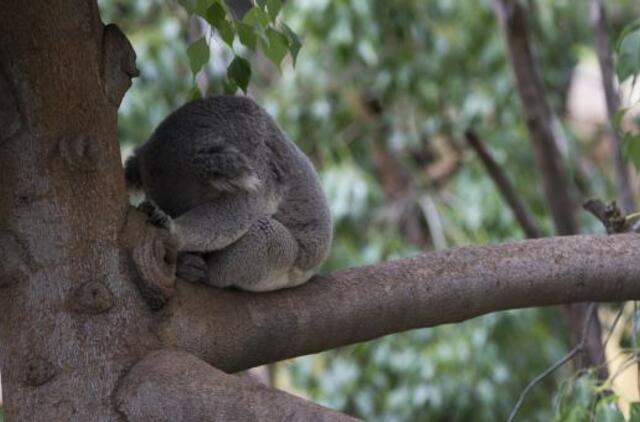 Australijoje nužudyta šimtai koalų