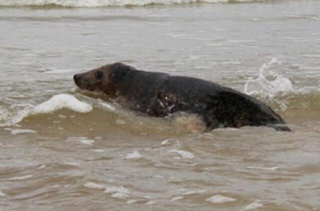 Baltijos ruoniai vėl puola