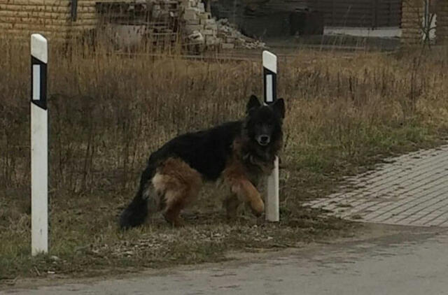 Klaipėdoje šeimininkų ieško benamiai gyvūnėliai