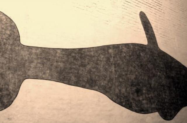 Stebėkite internetu paskaitą - apie paslaptingą baltojo banginio skeletą