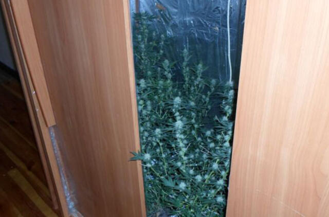 Išsinuomotą butą pavertė kanapių augimviete