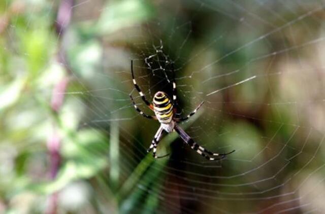 Klimato atšilimas lems vorų populiaciją