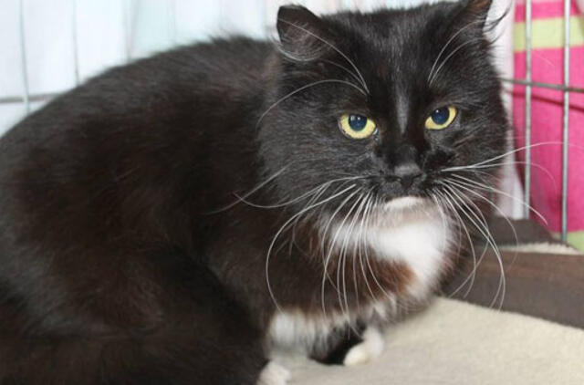 Pasimetę gyvūnėliai ieško namų