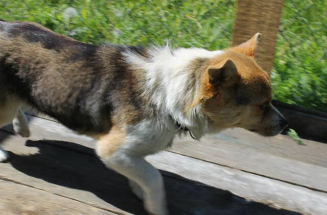 Šuneliai ieško šeimininkų