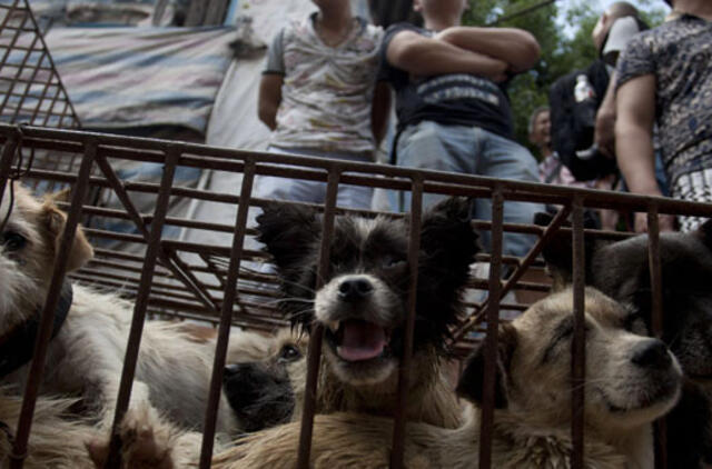 Aktyvistai kovoja prieš šunienos valgymo festivalį Kinijoje