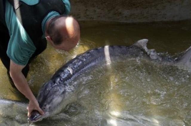 Duris atveria pirmoji Lietuvoje žuvų auginimo "po stogu" įmonė