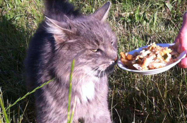 Katinėliai Klaipėdoje ieško šeimininkų