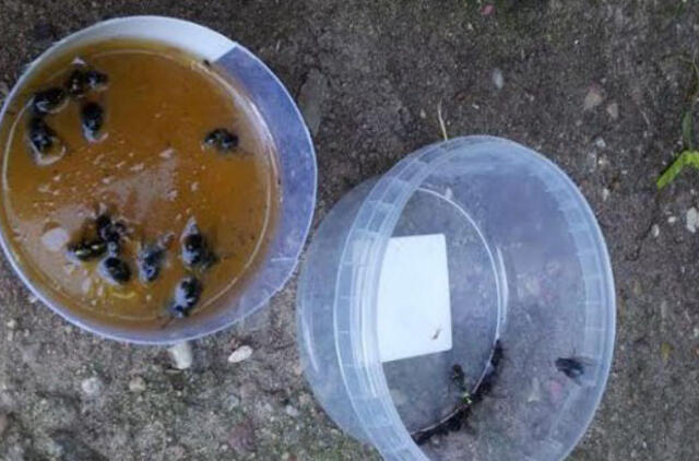 Katinų populiaciją reguliuoja nuodais?