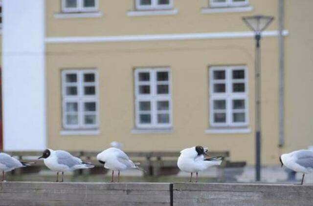 Klaipėda - 2017 m. Lietuvos kultūros sostinė