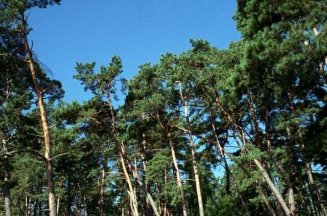 Siūloma drausti rūkyti Kuršių nerijos miškuose