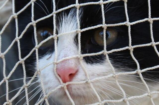 Už žiaurų elgesį su gyvūnais bus baudžiama griežčiau