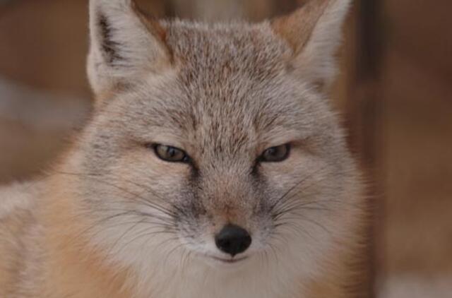 Lapės kelia miesto gyventojų nerimą