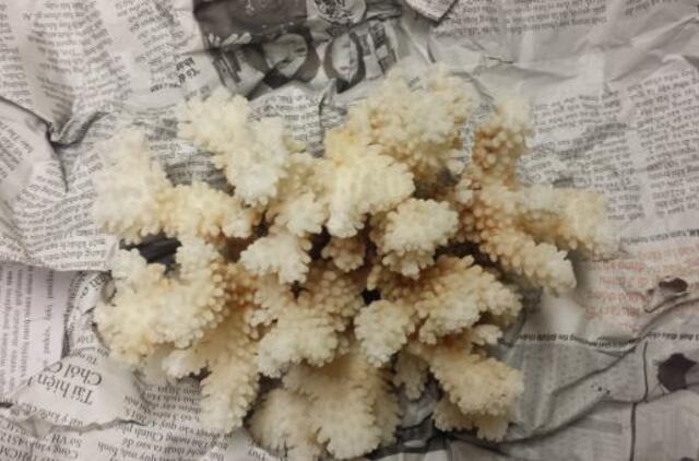 Vietnamietės lagamine muitininkai aptiko koralą