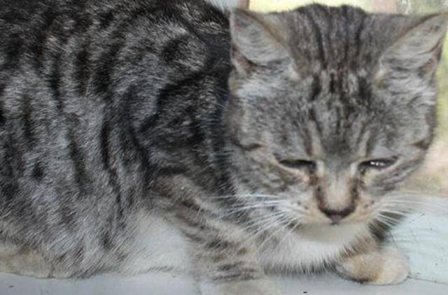 Katytė ieško namų