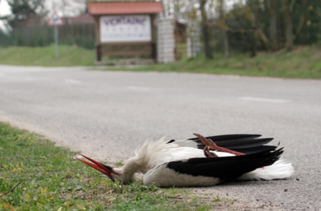 Keliuose ženkliai padaugėjo žuvusių baltųjų gandrų