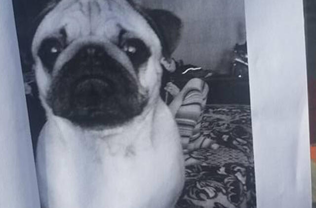 Klaipėdoje pavogtas šuo