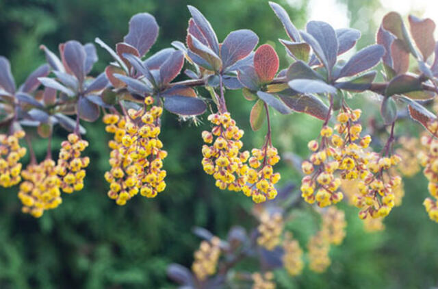 Raugerškis: gražus, nelepus, gydantis