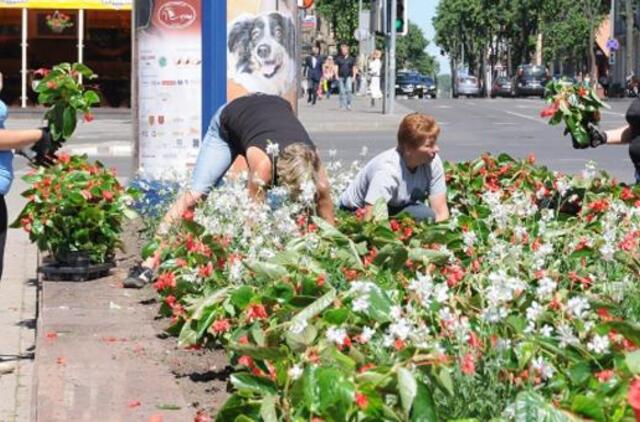"Rosselchoznadzor" su Lietuva ir Latvija kitą savaitę aptars gėlių importą