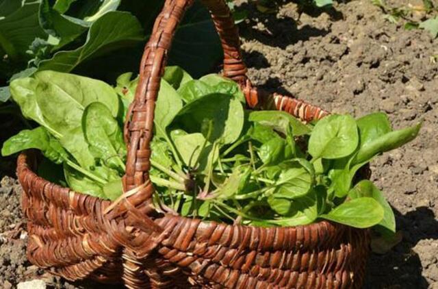 Rūpesčiai darže ir sode