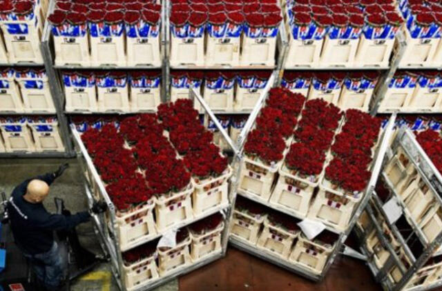 Rusija griežtina gėlių iš Olandijos importą