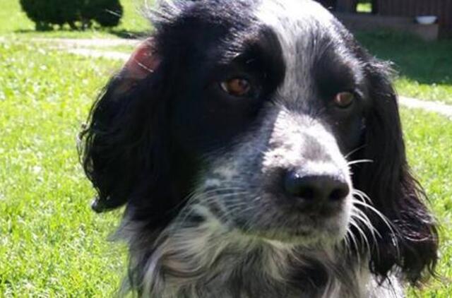 Šernų soduose rastas rusų spanielis