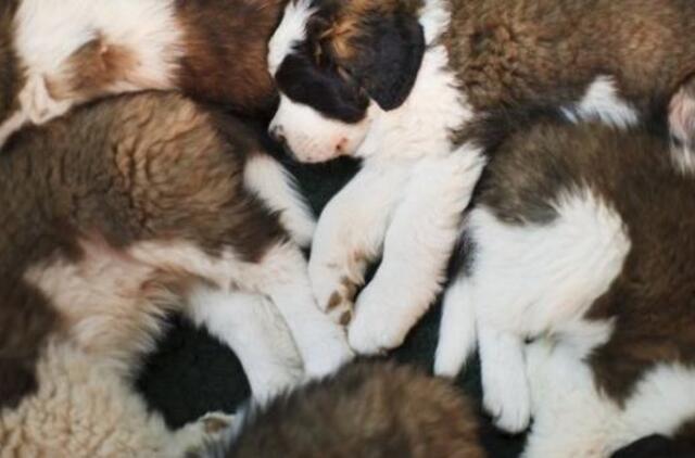 Sukčiai pasipelno ir iš prekybos šuniukais