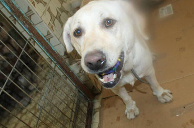 Šunelis ieško namų