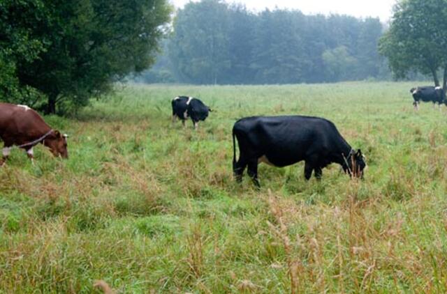 Vyriausybė iš EK prašo 50 mln. eurų pienininkams