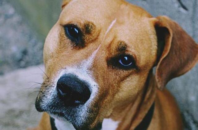 Ateities medicina: neįtikima, tačiau realu