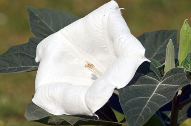 Klausiate - atsakome. Kokia tai gėlė?