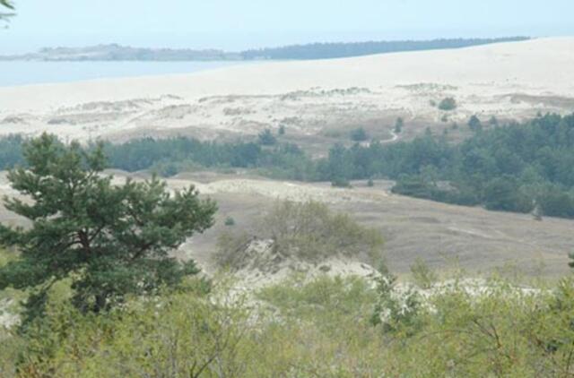 Kuršių nerijoje – pušų kirtimo vajus