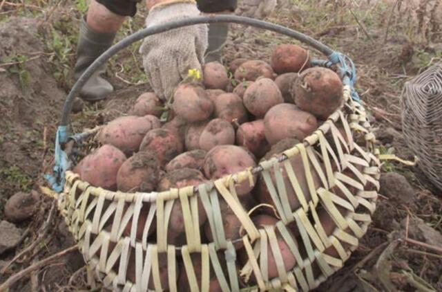 Lietuva neįsileidžia GMO