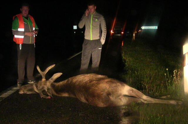 Palangos plente - briedžio ir automobilio susidūrimas