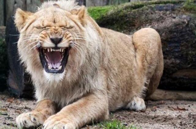 Į Lietuvą atkeliavo du karaliai