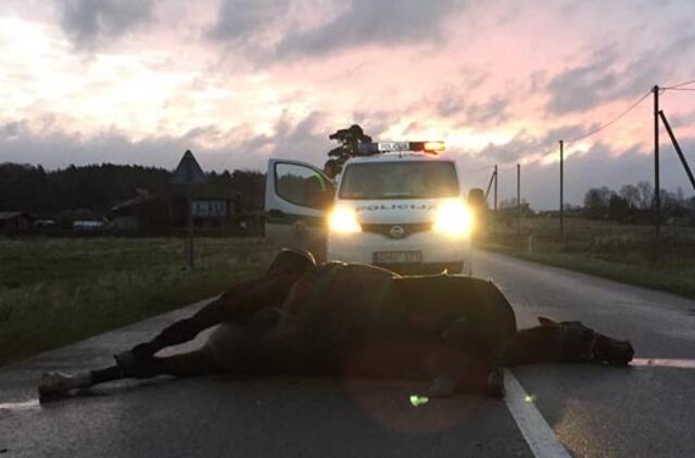 Kelyje Priekulė-Dreverna automobilis susidūrė su arkliu, gyvūnas žuvo