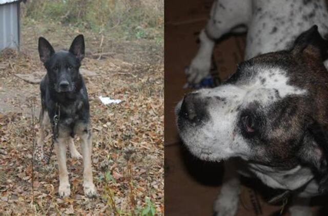 Mokyklos g. rasti kartu buvę šuneliai ieško šeimininkų