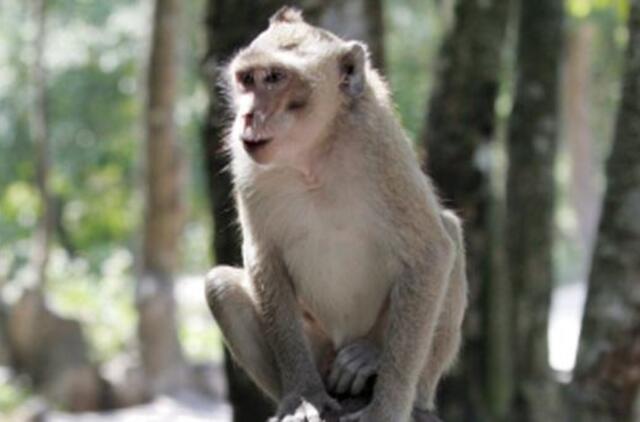 Sekdami Europa jau visai nusibeždžioniavome