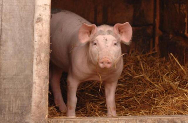 Šią savaitę afrikinio kiaulių maro diagnozė patvirtinta 6 šernams