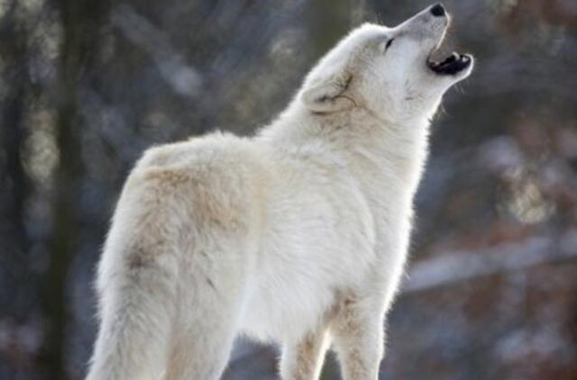 Baigtas vilkų medžiojimo sezonas