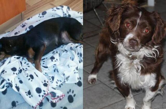 Du šuneliai ieško šeimininkų