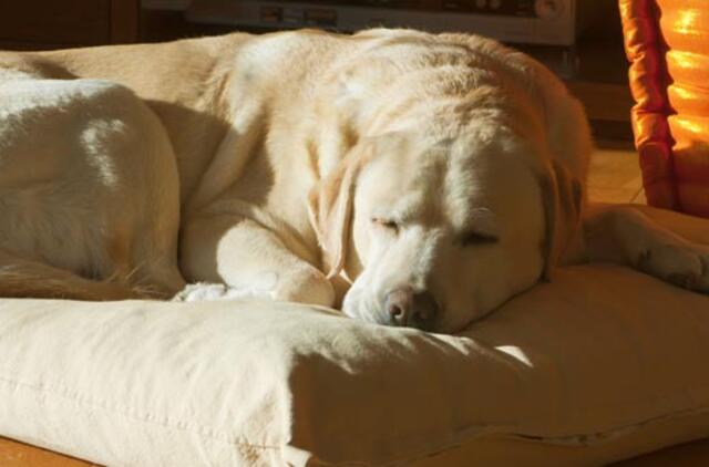 Pavogta kalė, kainuojanti 5400 eurų