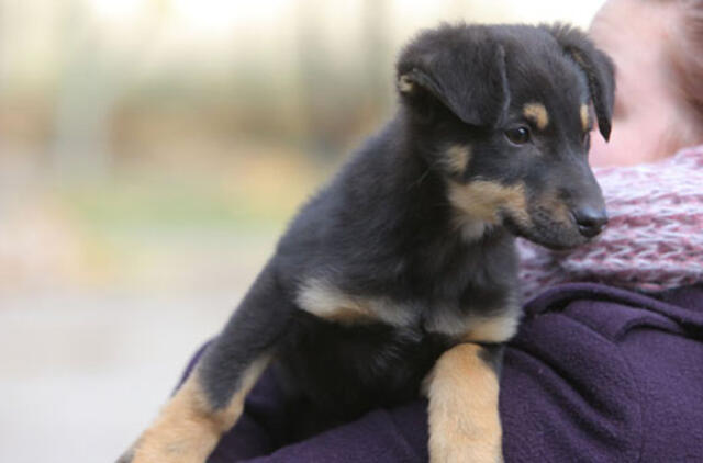 Radai beglobį gyvūną - pats juo ir pasirūpink
