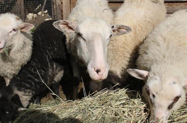 Vaikams vis sunkiau atskirti ožką nuo avies