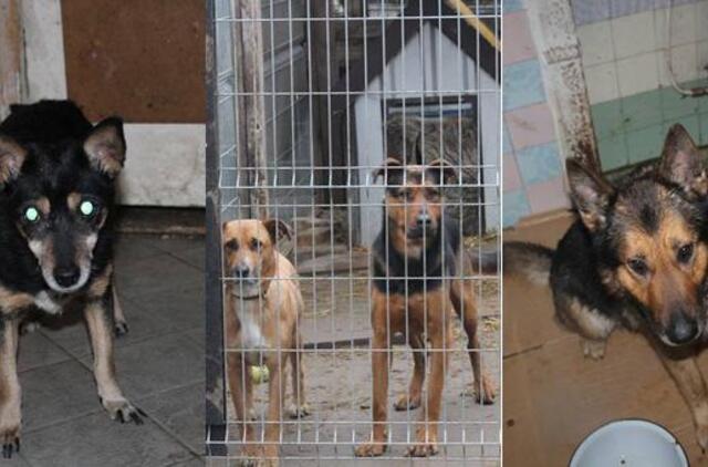 Beglobiai šuneliai laukia senų ir naujų šeimininkų