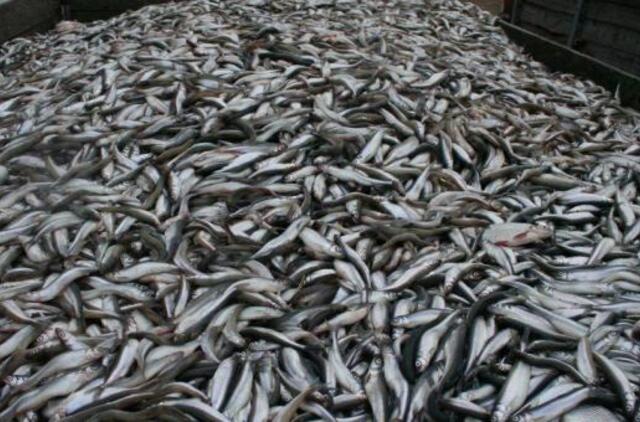 Nerštui pasiruošę stintų būriai plūsta į Nemuno žemupį